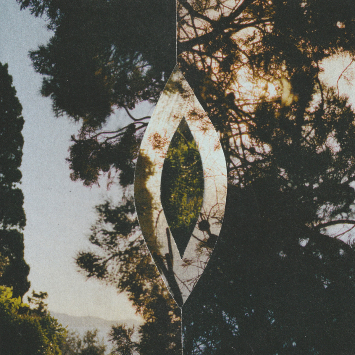 The Seed